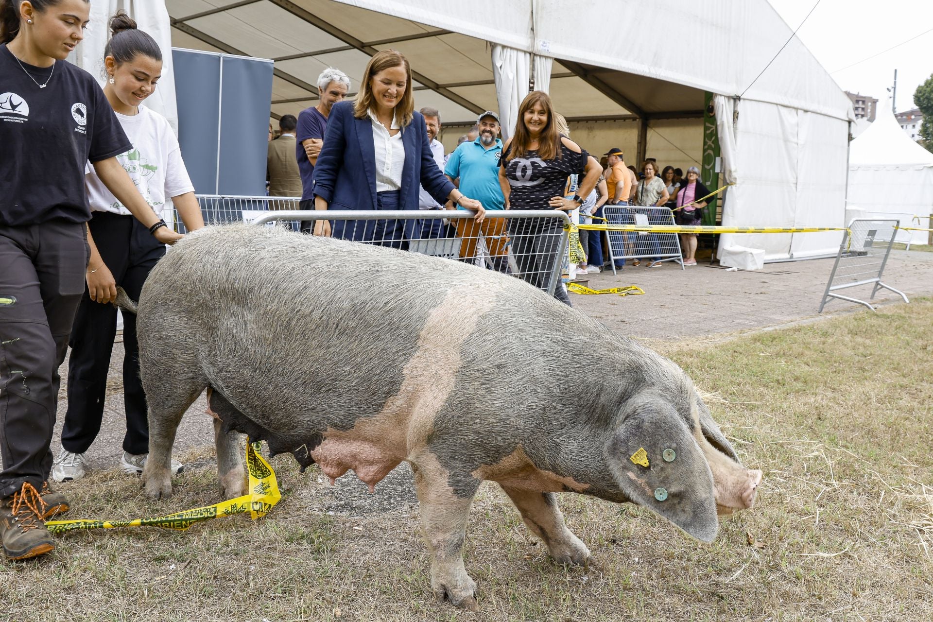 Avilés presume de tradición en el Certamen del Ganado: vacas, asturcones, oveyas xaldas...