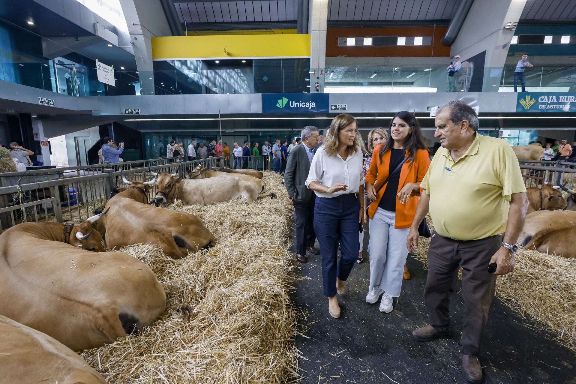 Avilés presume de tradición en el Certamen del Ganado: vacas, asturcones, oveyas xaldas...
