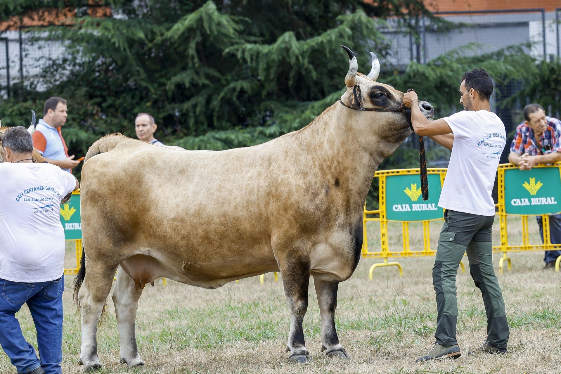 Avilés presume de tradición en el Certamen del Ganado: vacas, asturcones, oveyas xaldas...