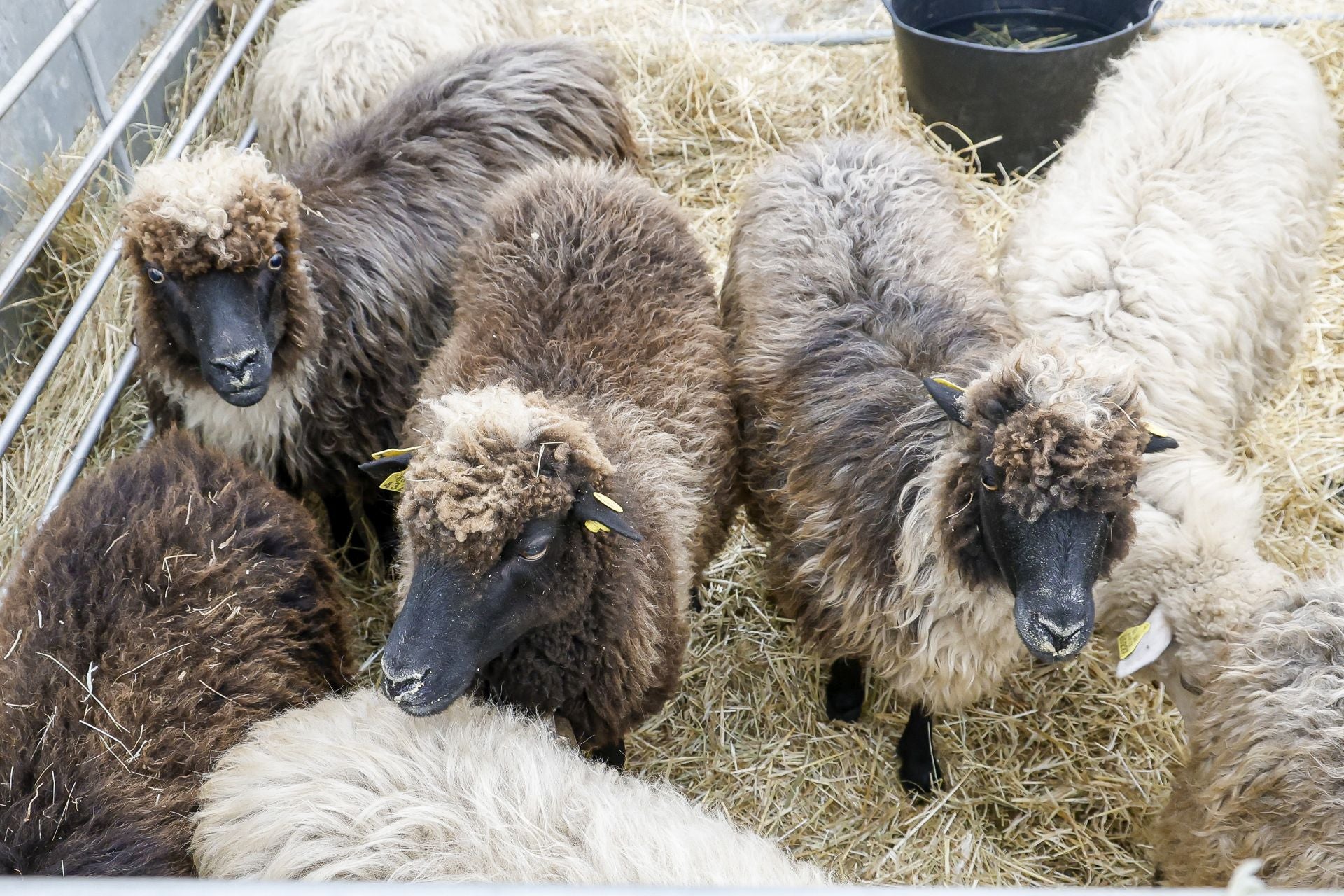Avilés presume de tradición en el Certamen del Ganado: vacas, asturcones, oveyas xaldas...