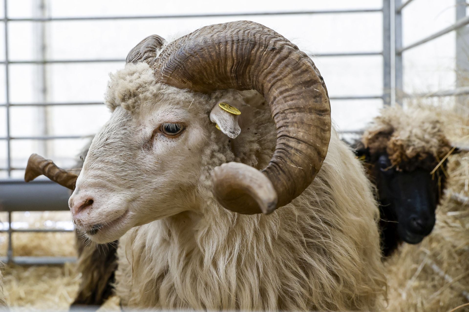 Avilés presume de tradición en el Certamen del Ganado: vacas, asturcones, oveyas xaldas...