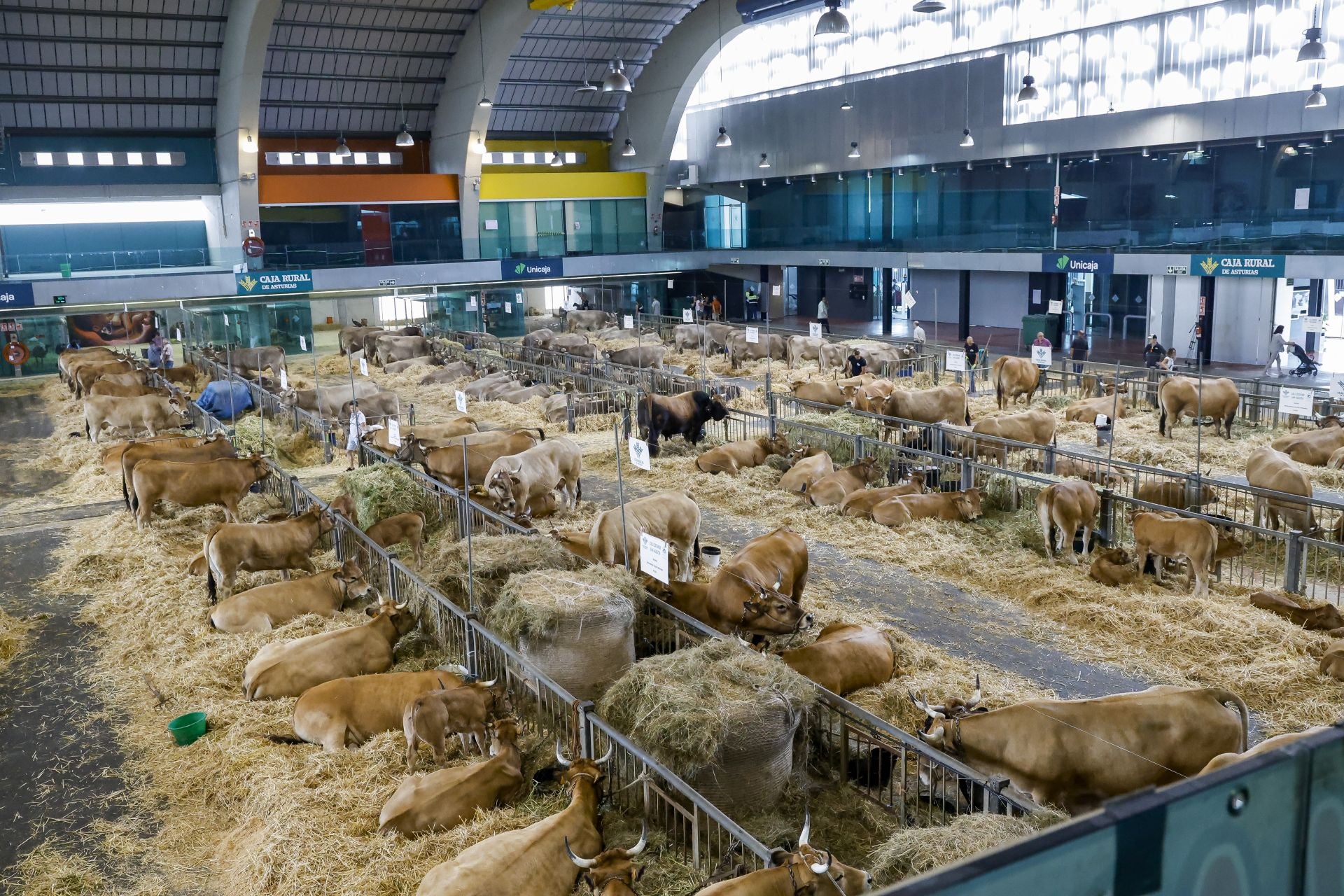 Avilés presume de tradición en el Certamen del Ganado: vacas, asturcones, oveyas xaldas...