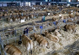 Vista general del Pabellón de La Magdalena donde se celebra el Certamen de Ganados de San Agustín.
