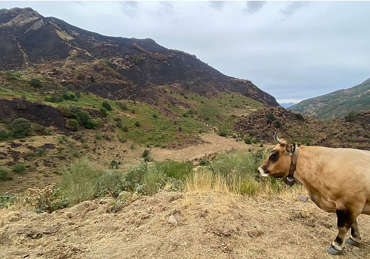 Una de las pocas vacas que quedaban hoy en la Braña Viecha, tras el incendio que calcinó la zona oeste del valle, como se ve al fondo, con el Picu La Garba completamente quemado.
