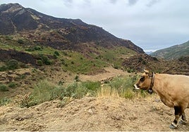 Una de las pocas vacas que quedaban hoy en la Braña Viecha, tras el incendio que calcinó la zona oeste del valle, como se ve al fondo, con el Picu La Garba completamente quemado.