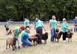 Las oveyas xaldas que entraron a concurso, en el Certamen de Ganado.