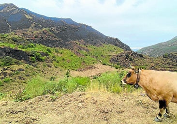 Fade se une a las peticiones de los ganaderos y pide una revisión de la política forestal