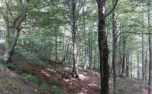 Regreso a través del bosque hacia el punto de partida en Les Garrafes.