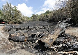 Zona arrasada por el fuego en Ibias.