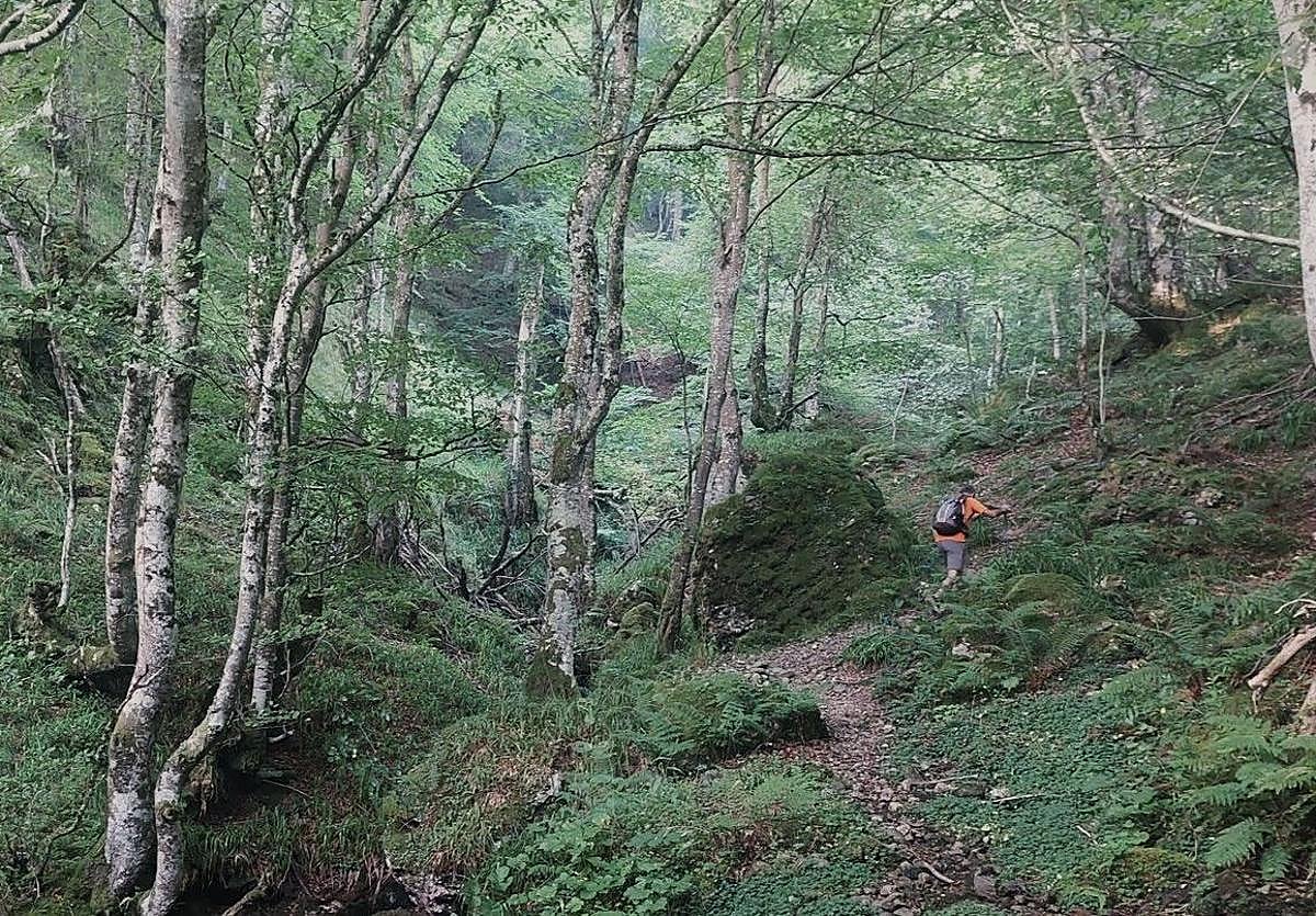 Camino a la ermita de Trobaniello a través del bosque, remontando el reguero del valle de la Foix.