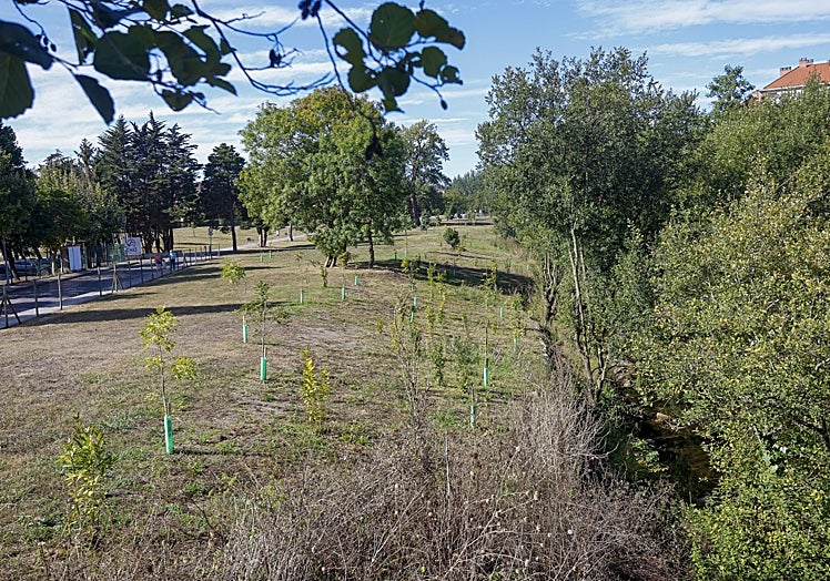 Parte de los árboles plantados a la vera del río para constituir un nuevo bosque de ribera.