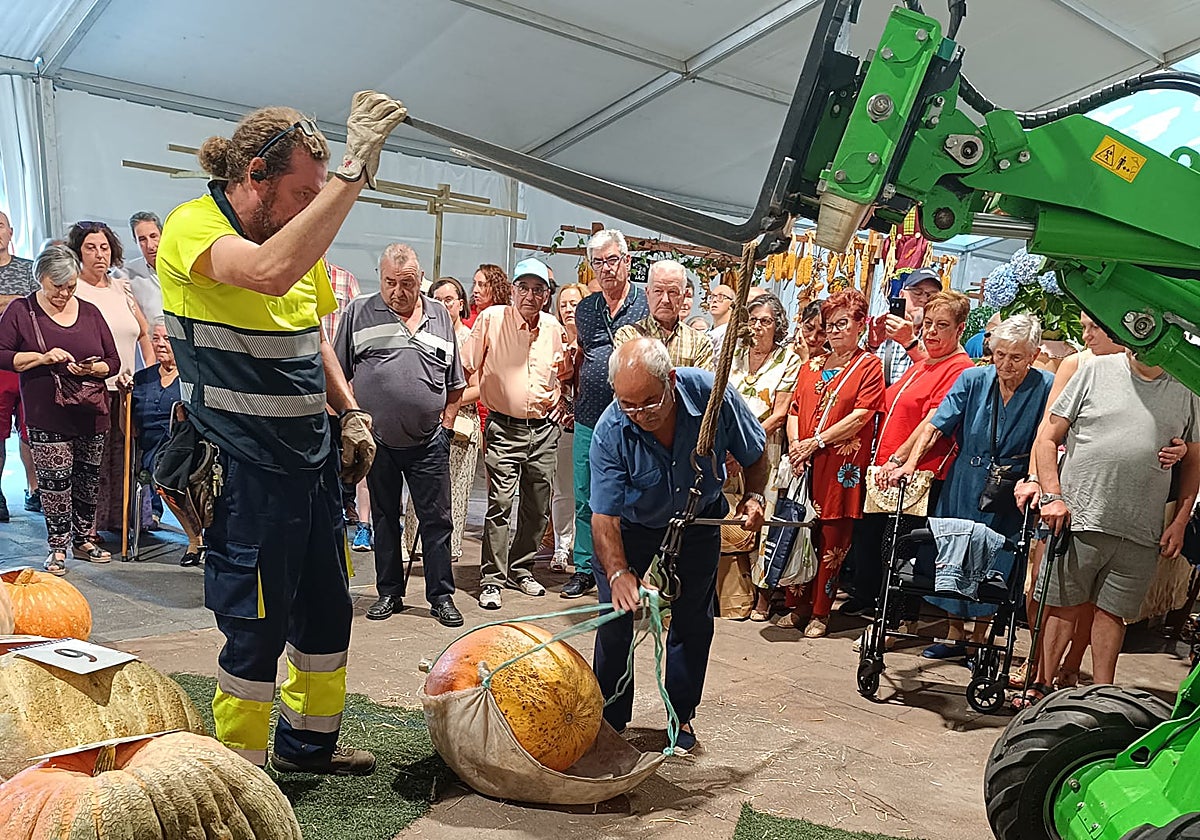 Pesaje de calabazas, uno de los actos más esperado en el certamen de la huerta
