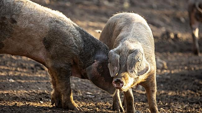 ¿Cuáles son las razas autóctonas asturianas?