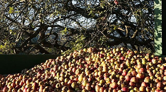 ¿Qué concejos integran la Comarca de la Sidra? 