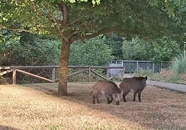Los dos jabalíes, en La Grandiella.