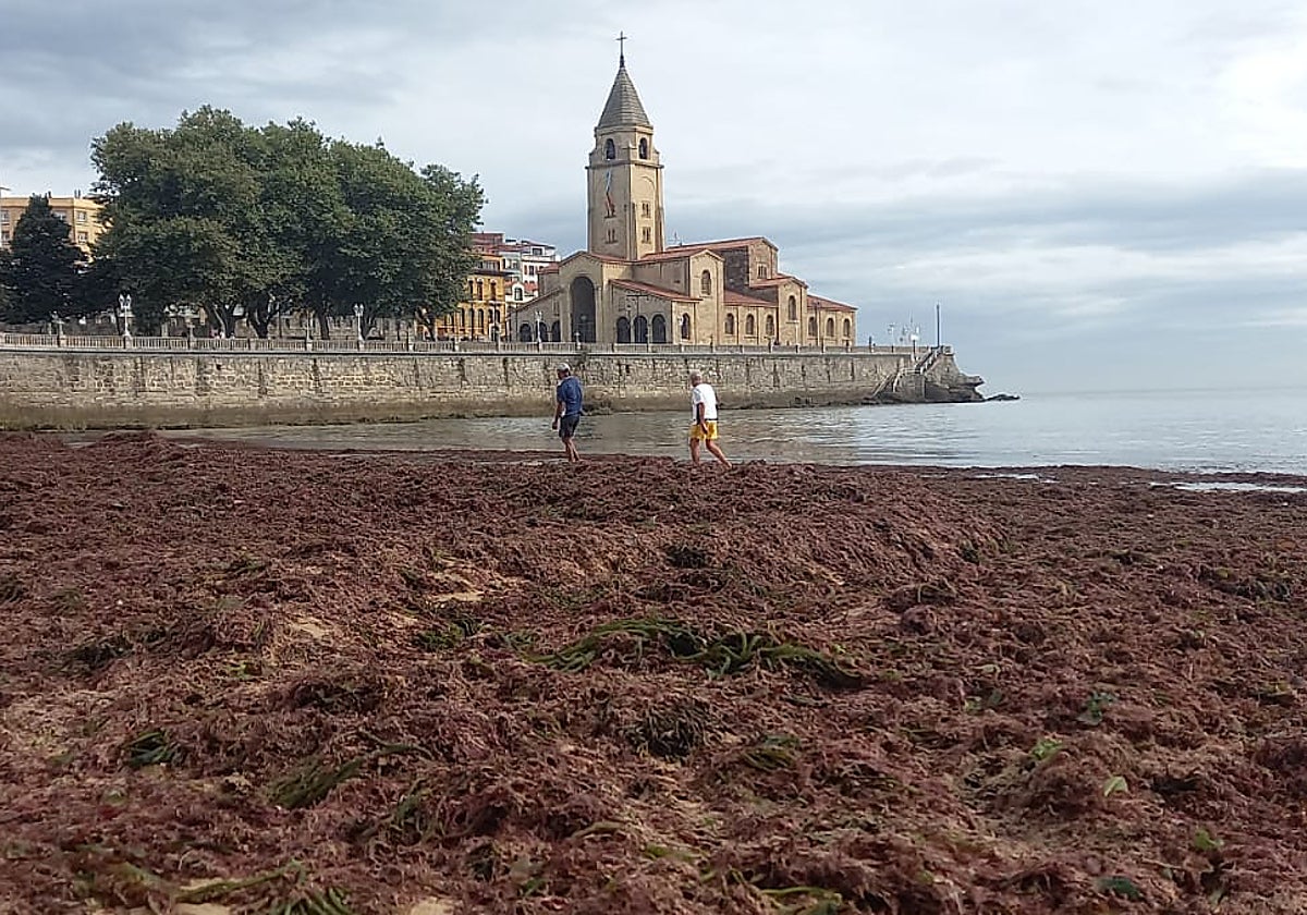 Manto de ocle en la playa de San Lorenzo de Gijón.