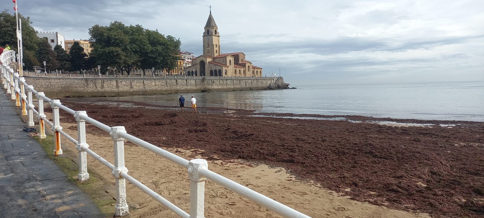 Fotos: Así luce la playa de San Lorenzo invadida por el ocle
