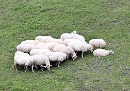Un rebaño de ovejas pasta en un prado.