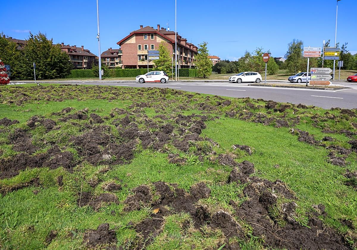 Fozadas de jabalí en la rotonda del 'caballo', puerta de entrada a Viesques, en Gijón.