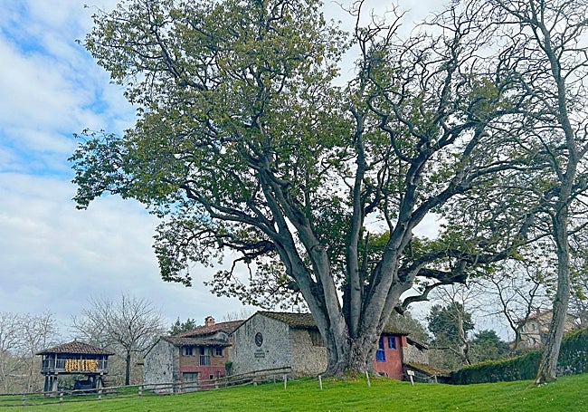 El conjunto del Museo Etnográfico del Oriente de Asturias, en Porrúa, con el majestuoso aguacate, que es el mayor de Europa y que en 2025 cumple 119 años.