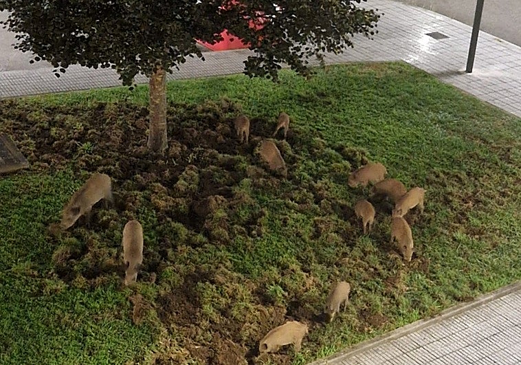 Doce jabalís fozando en un jardín de la avenida de la Cordillera Cantábrica, en Gijón.