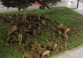 Doce jabalís fozando en un jardín de la avenida de la Cordillera Cantábrica, en Gijón.