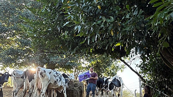 La peor sequía en décadas abrasa los pastos de Asturias y tensiona a los ganaderos con costes añadidos