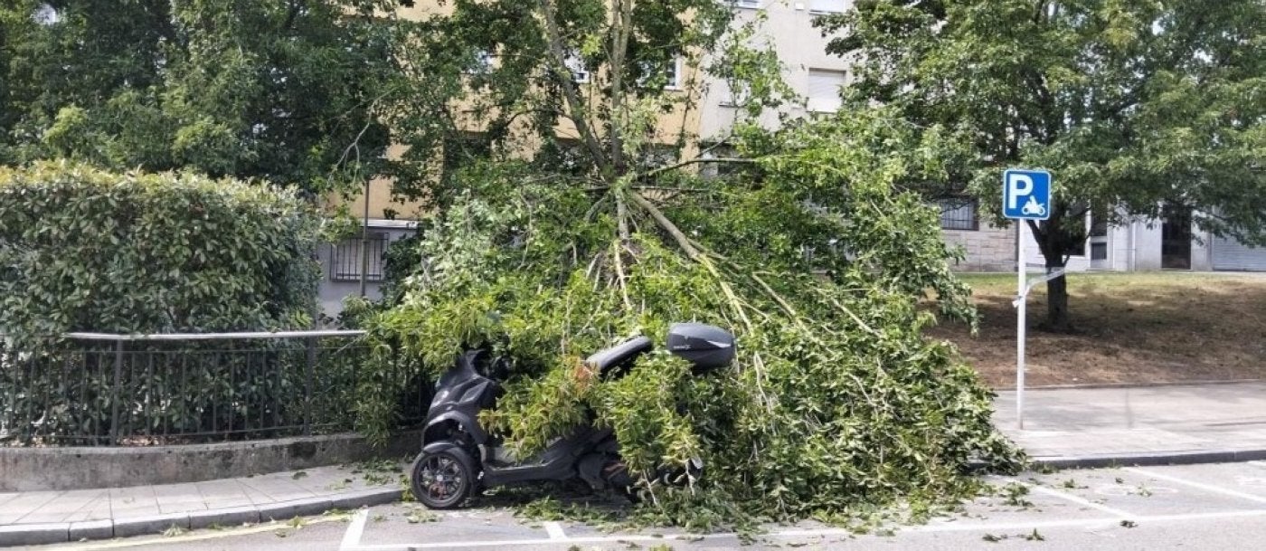 La gran rama que cayó sobre el motorista y su vehículo.