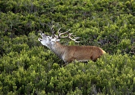 La berrea del venado es uno de los principales reclamos de los bosques de Asturias cada otoño.