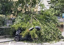 La gran rama que cayó sobre el motorista y su vehículo.