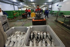 El primer bonito que entró en la lonja avilesina el pasado mes de mayo.