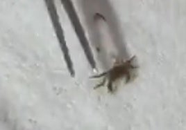 El pequeño cangrejo sobrevivió a la extracción.