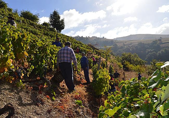 Vendimia en Cangas del Narcea