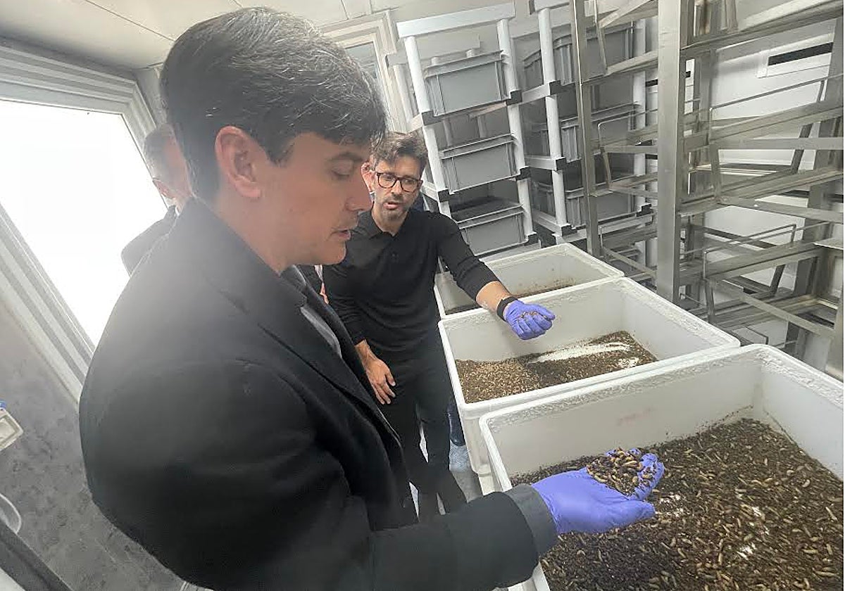 El consejero Borja Sánchez observando larvas de unos doce días junto el responsable de la empresa Diego Amores