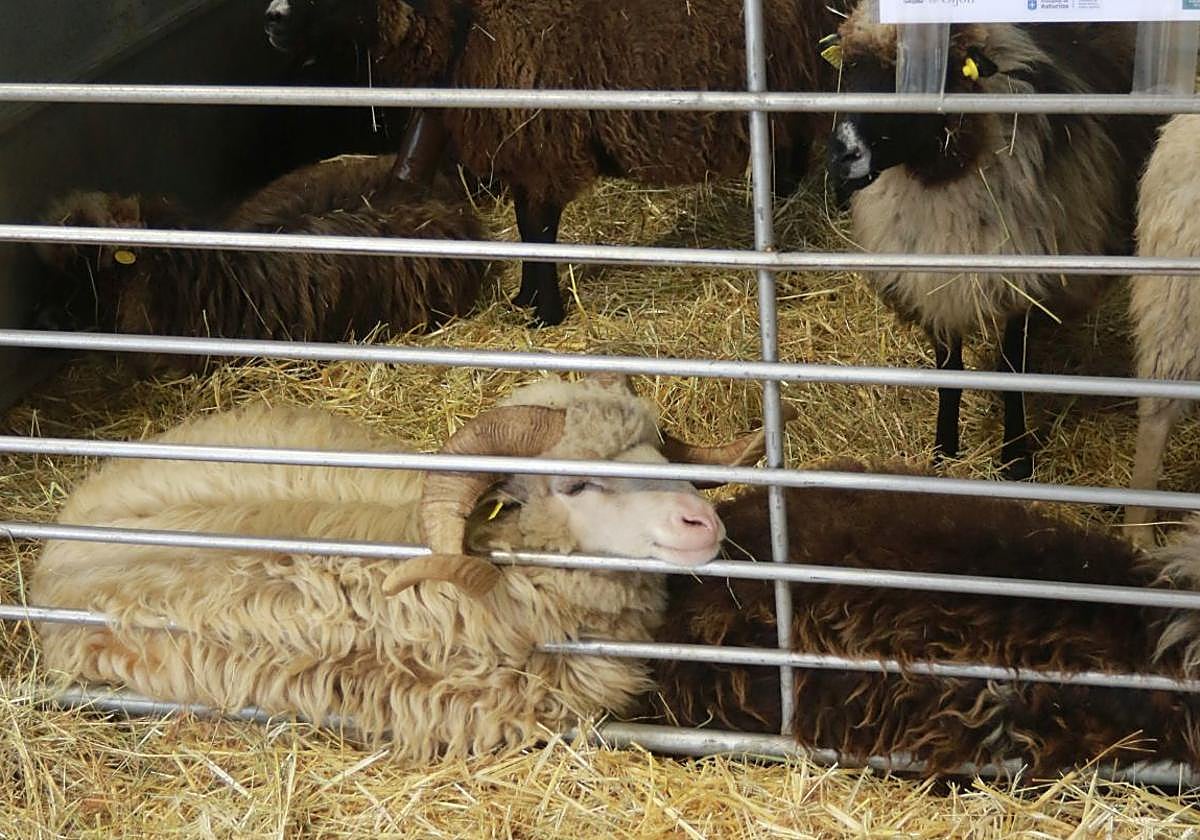 Agropec, desde dentro: así es la feria del sector agrícola, pesquero, ganadero y forestal