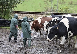 Los técnicos de la consejería revisan el ganado en Cuevas del Agua.