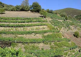 Un viñedo destinado al cultivo de uvas para Vino de Cangas.