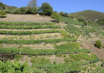 Qué es la viticultura heroica: características de un cultivo asturiano casi exclusivo