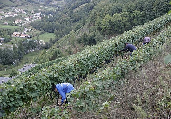 Varias personas vendimian la uva en un viñedo de Cangas del Narcea.