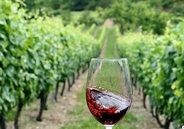Una copa de Vino de Cangas. Al fondo, uno de los viñedos del Suroccidente de Asturias.