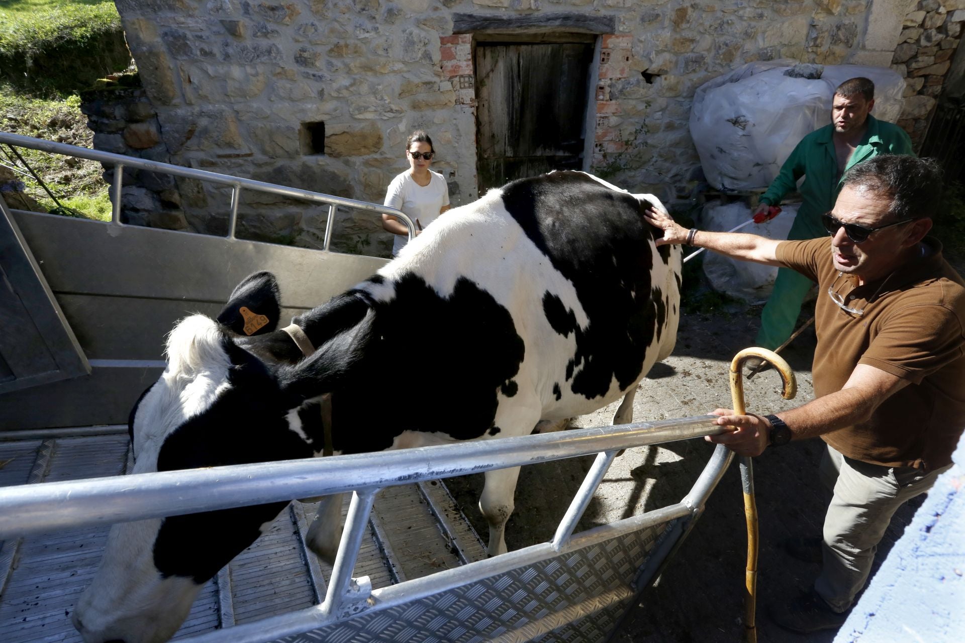 Requisan los animales del ganadero asesinado en Ribadesella, desatendidos por la viuda
