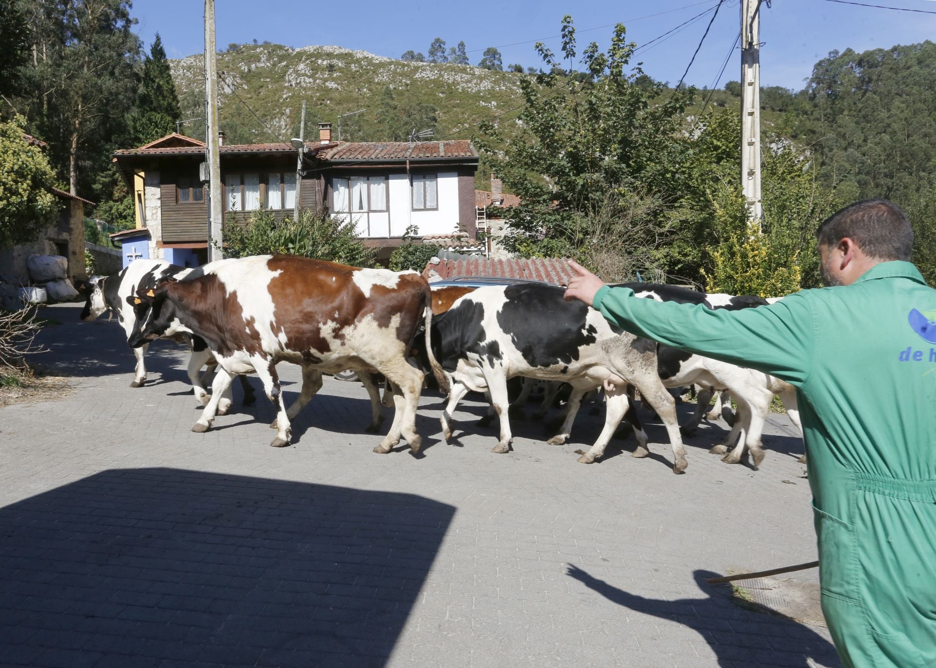 Requisan los animales del ganadero asesinado en Ribadesella, desatendidos por la viuda
