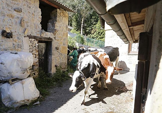 Requisan los animales del ganadero asesinado en Ribadesella, desatendidos por la viuda