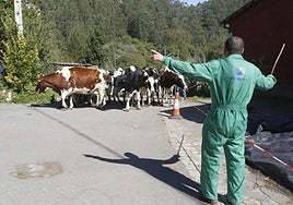 Requisan los animales del ganadero asesinado en Ribadesella, desatendidos por la viuda