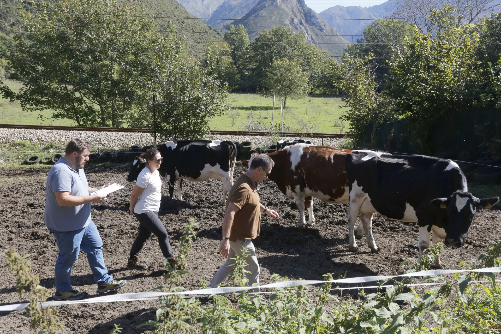 Requisan los animales del ganadero asesinado en Ribadesella, desatendidos por la viuda