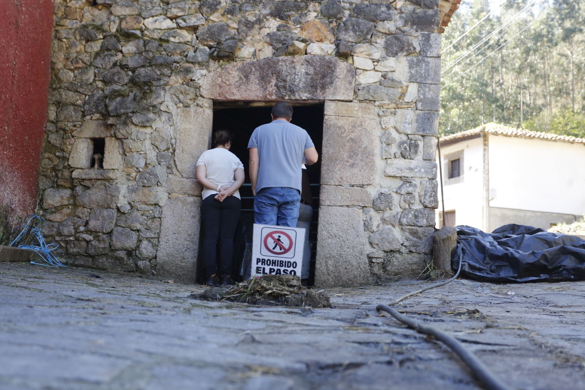 Requisan los animales del ganadero asesinado en Ribadesella, desatendidos por la viuda