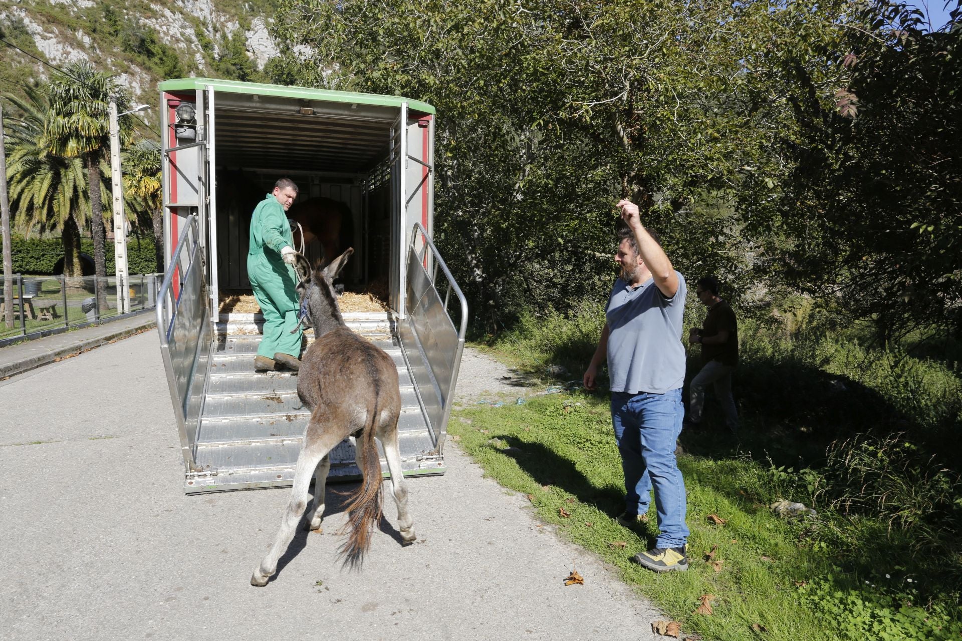 Requisan los animales del ganadero asesinado en Ribadesella, desatendidos por la viuda