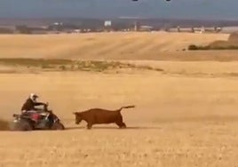 Instantes previos a que el quad atropellase a la vaquilla en Bolaños de Campos.