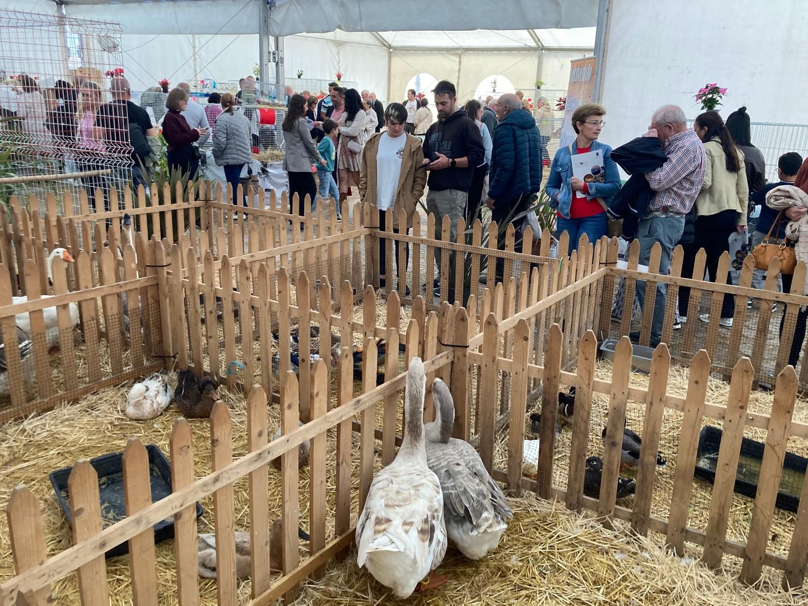 El Festival de la Avellana de Piloña, en imágenes