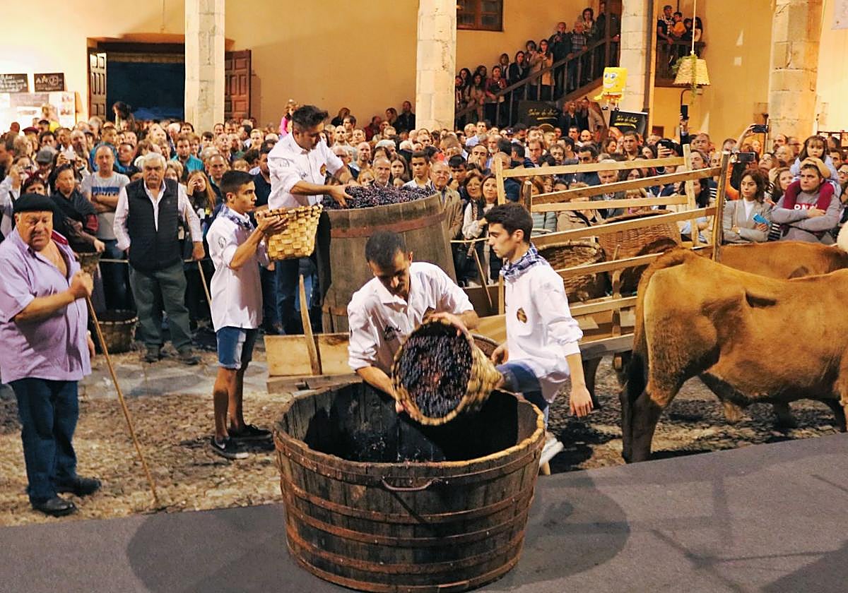 Preparativos para representar la pisada tradicional de la uva en una pasada edición de la Fiesta de la Vendimia de Cangas del Narcea.